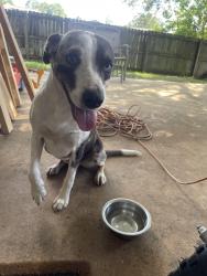 Found/Stray Female Dog last seen Copeland Island Subdivision, Mobile AL , Ards and North Down, Northern Ireland 