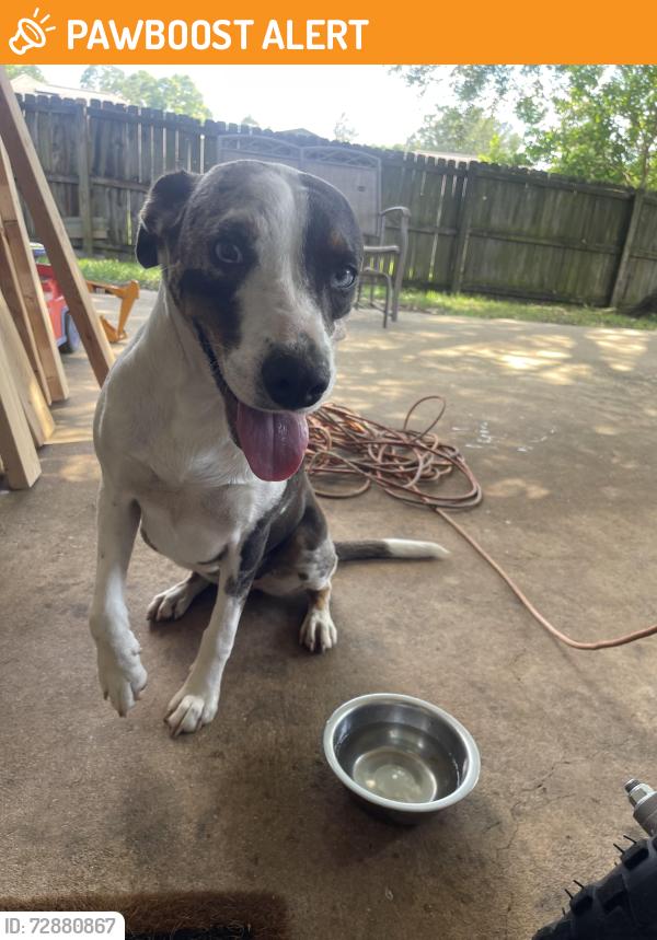 Found/Stray Female Dog last seen Copeland Island Subdivision, Mobile AL , Ards and North Down, Northern Ireland 