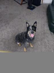 Lost Female Dog last seen Star rd, Otis Orchards-East Farms, WA 99027