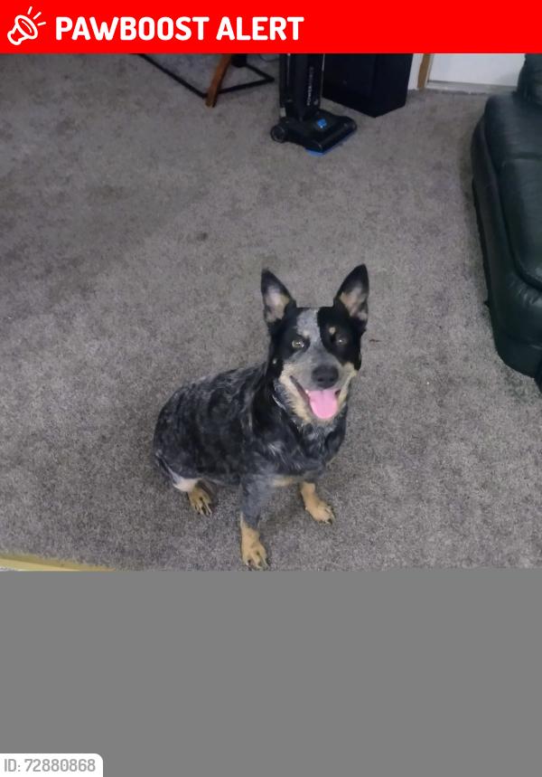 Lost Female Dog last seen Star rd, Otis Orchards-East Farms, WA 99027