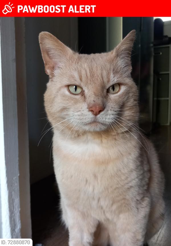 Lost Male Cat last seen Wilsmere Drive , Greater London, England UB5 4JB