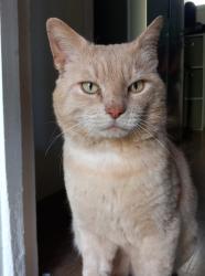 Lost Male Cat last seen Wilsmere Drive , Greater London, England UB5 4JB