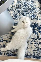 Lost Female Cat last seen Mount Holly & Carthinia , Whittier, CA 90601
