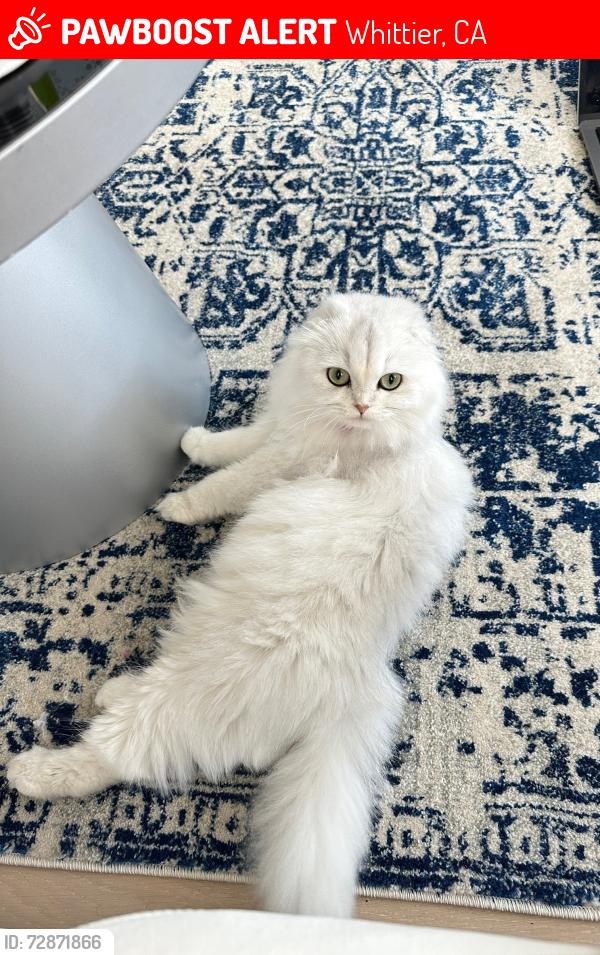 Lost Female Cat last seen Mount Holly & Carthinia , Whittier, CA 90601