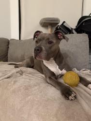 Found/Stray Female Dog last seen Hollywood and Van Ness, Los Angeles, CA 90028