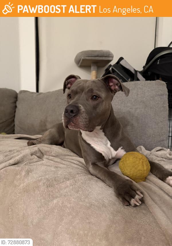 Found/Stray Female Dog last seen Hollywood and Van Ness, Los Angeles, CA 90028