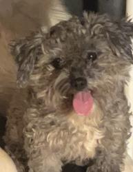 Lost Male Dog last seen last seen walking near brenda dr, Jonesboro, GA 30236