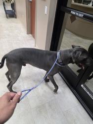 Found/Stray Male Dog last seen By wetlands park, Las Vegas Valley, NV 89112