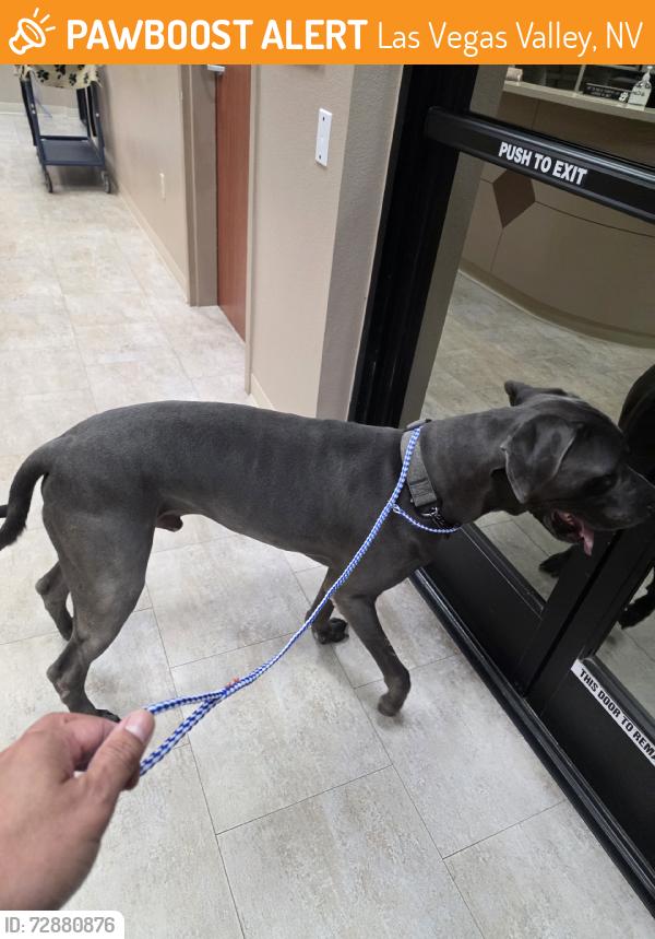 Found/Stray Male Dog last seen By wetlands park, Las Vegas Valley, NV 89112