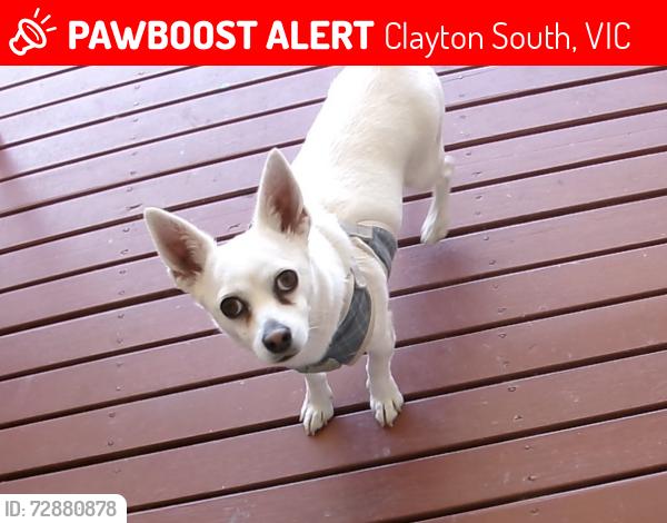 Lost Male Dog last seen BP gas station, Clayton South, VIC 3169