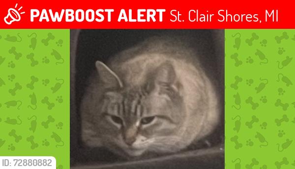 Lost Female Cat last seen Greater Mack and OCONNER, St. Clair Shores, MI 48080