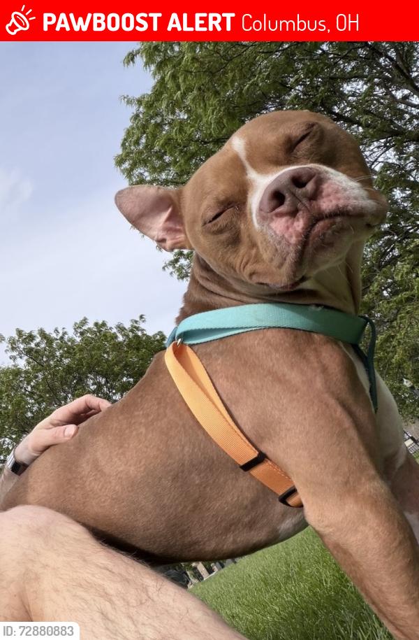 Lost Male Dog last seen Along the walking path between the Scioto River and Berliner Park close to the north end of the car impound lot, Columbus, OH 43223