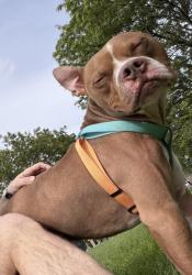 Lost Male Dog last seen Along the walking path between the Scioto River and Berliner Park close to the north end of the car impound lot, Columbus, OH 43223
