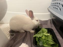 Found/Stray Unknown Rabbit last seen W Lake of the Isles Parkway & W 21st St, Minneapolis, MN 55405