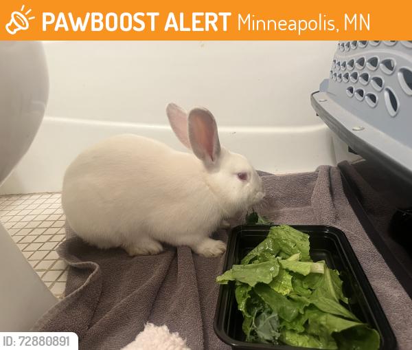 Found/Stray Unknown Rabbit last seen W Lake of the Isles Parkway & W 21st St, Minneapolis, MN 55405