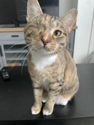 Lost Female Cat last seen Fisher St Attleboro, Attleboro, MA 02703
