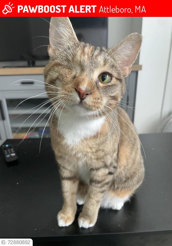 Lost Female Cat last seen Fisher St Attleboro, Attleboro, MA 02703