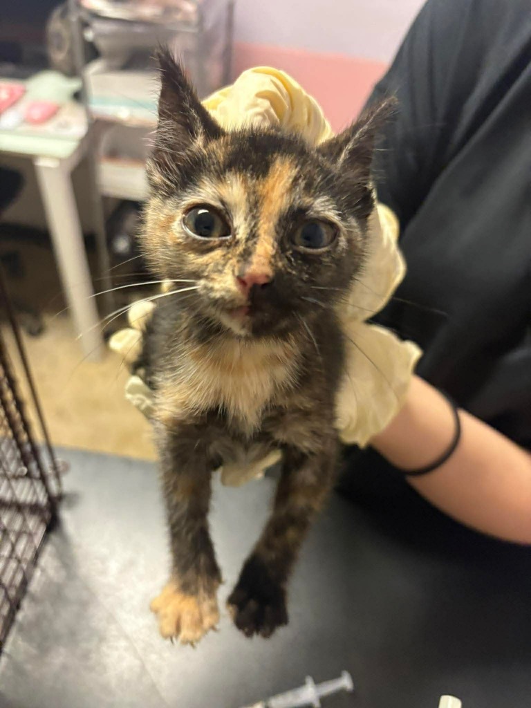 Shelter Stray Female Cat last seen Bexar County, New Braunfels, TX 78130