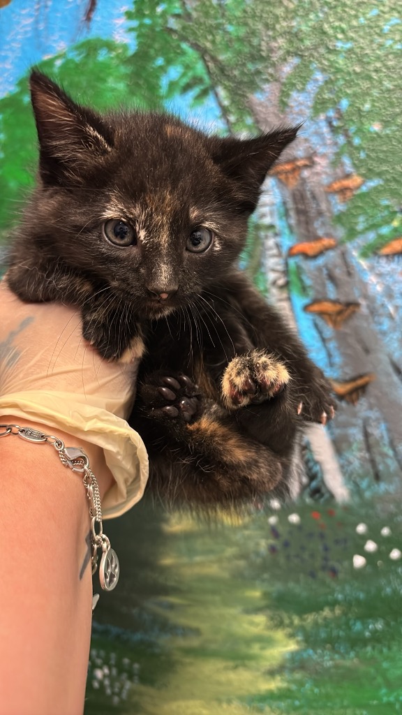 Shelter Stray Female Cat last seen Bexar County, New Braunfels, TX 78130
