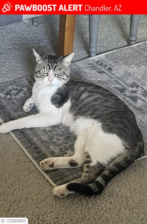 Lost Male Cat last seen Cross streets are Ray and Warner location last seen was autumn creek apmts off McQueen rd, Chandler, AZ 85225