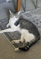 Lost Male Cat last seen Cross streets are Ray and Warner location last seen was autumn creek apmts off McQueen rd, Chandler, AZ 85225
