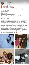 Lost Male Dog last seen 11th Ave, Altoona, PA 16601