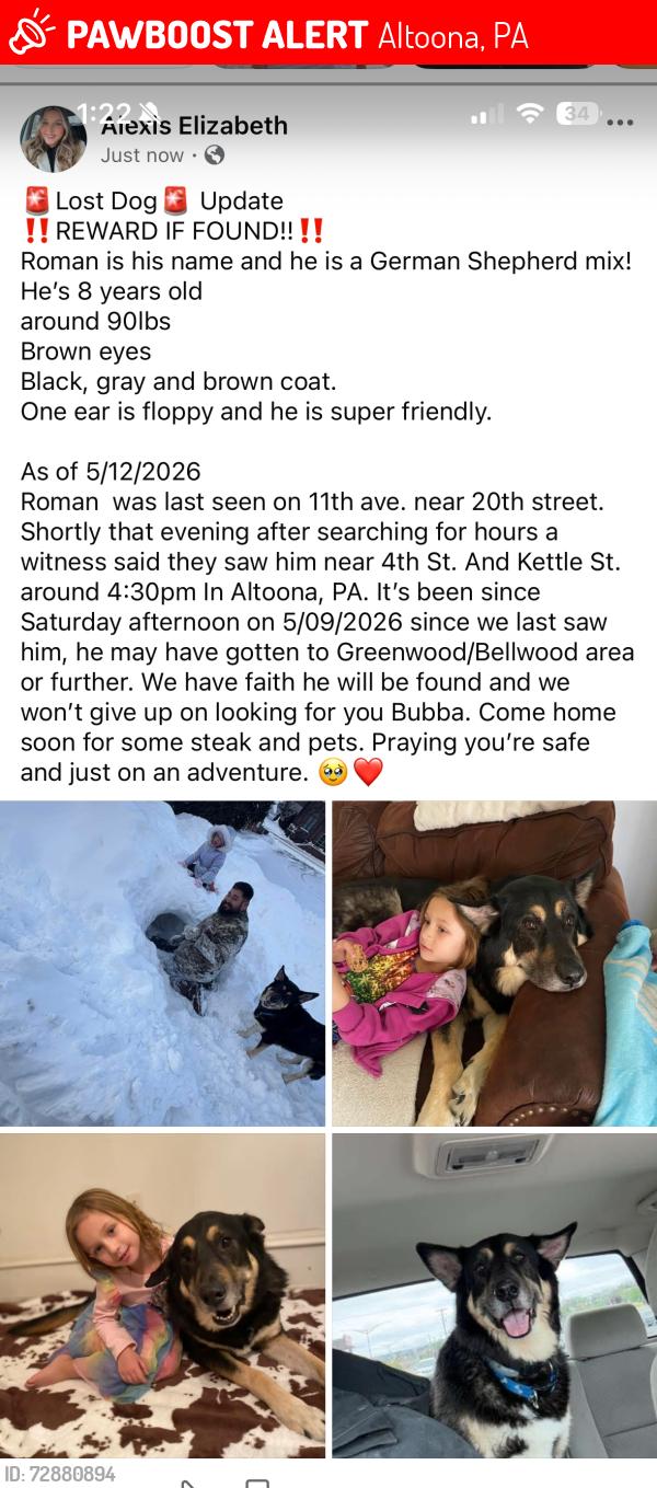 Lost Male Dog last seen 11th Ave, Altoona, PA 16601