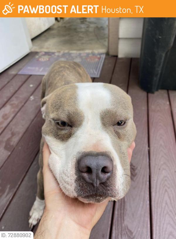 Found/Stray Male Dog last seen Fountain view dr., Houston, TX 77057