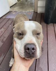 Found/Stray Male Dog last seen Fountain view dr., Houston, TX 77057