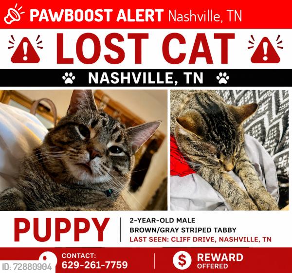 Lost Male Cat last seen Clarksville pike & Cliff driv,  Bordeaux near river , Nashville, TN 37218