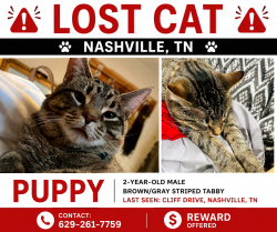 Lost Male Cat last seen Clarksville pike & Cliff driv,  Bordeaux near river , Nashville, TN 37218