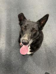 Found/Stray Female Dog last seen Near the Warren road plaza , Lakewood, OH 44107