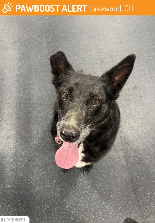 Found/Stray Female Dog last seen Near the Warren road plaza , Lakewood, OH 44107