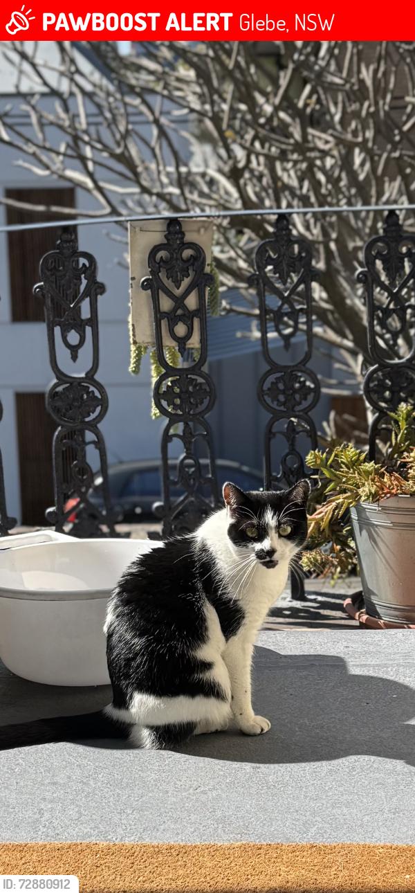 Lost Female Cat last seen Glebe point road, Glebe, NSW 2037