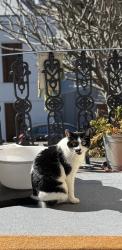 Lost Female Cat last seen Glebe point road, Glebe, NSW 2037