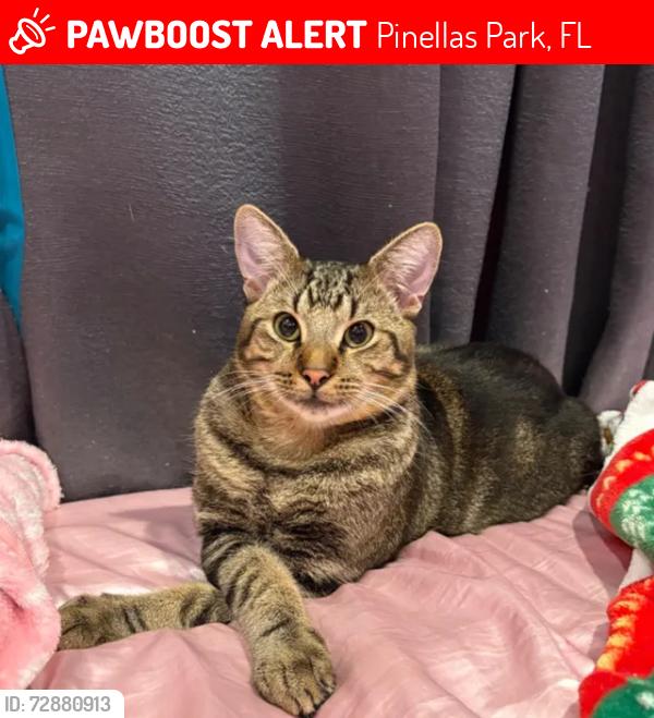 Lost Male Cat last seen 91st ave N, Pinellas Park, FL 33782