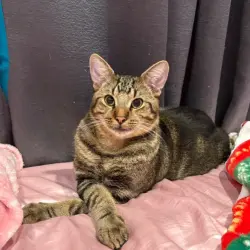 Lost Male Cat last seen 91st ave N, Pinellas Park, FL 33782