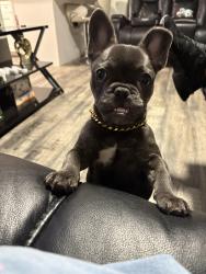 Lost Male Dog last seen Calle la 22 Street , Tampa, FL 33612