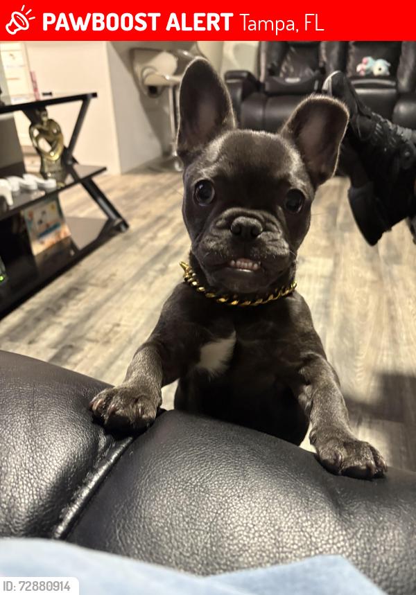 Lost Male Dog last seen Calle 22 stree , Tampa, FL 33612