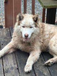 Found/Stray Unknown Dog last seen Near E. Stadium drive Eden NC , Eden, NC 27288