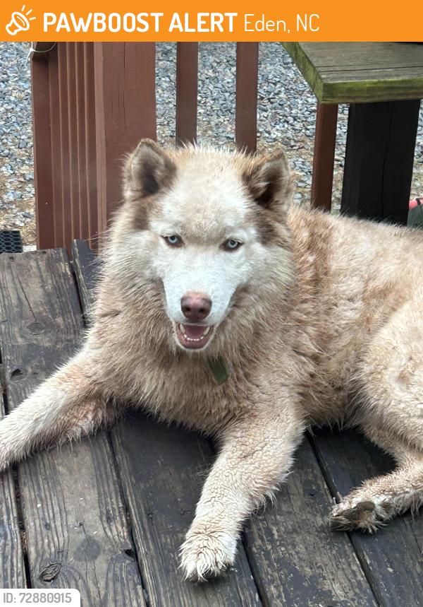 Found/Stray Unknown Dog last seen Near E. Stadium drive Eden NC , Eden, NC 27288