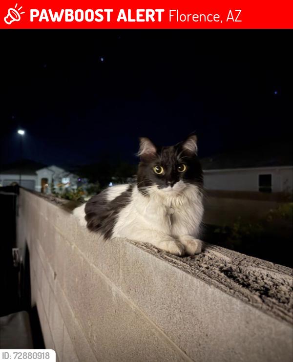 Lost Female Cat last seen Magma ranch vistas, Florence, AZ 85132