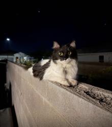 Lost Female Cat last seen Magma ranch vistas, Florence, AZ 85132