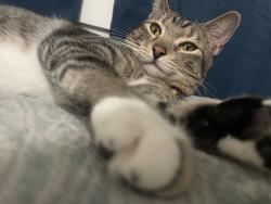 Lost Male Cat last seen Wood street, DeLand, FL 32724