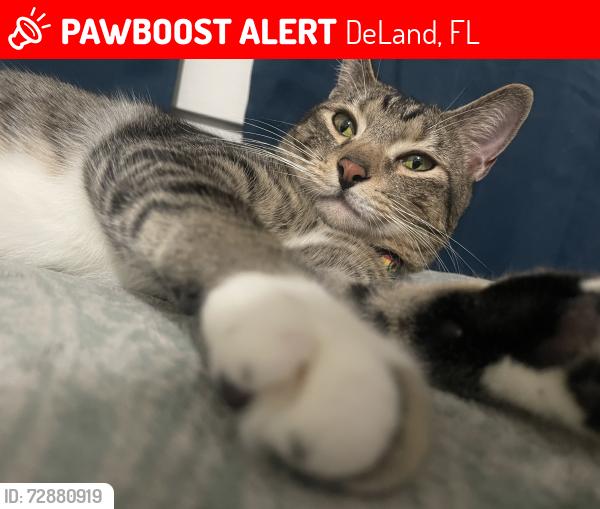 Lost Male Cat last seen Wood street, DeLand, FL 32724
