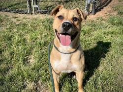 Shelter Stray Male Dog last seen CHARLOTTE, Charlotte, NC 28217