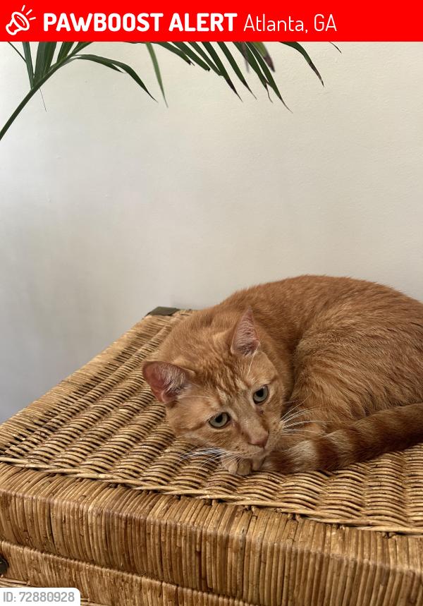 Lost Female Cat last seen Sahara and boulderview dr, Atlanta, GA 30316