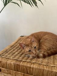 Lost Female Cat last seen Sahara and boulderview dr, Atlanta, GA 30316