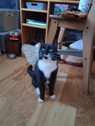Lost Female Cat last seen E 5th Street, Vancouver, WA 98661