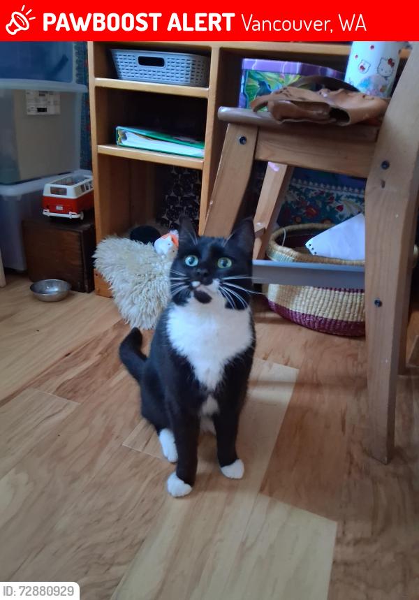 Lost Female Cat last seen E 5th Street, Vancouver, WA 98661